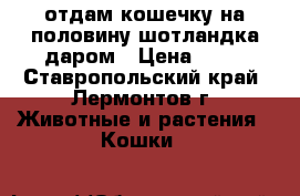 отдам кошечку на половину шотландка даром › Цена ­ 10 - Ставропольский край, Лермонтов г. Животные и растения » Кошки   